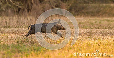 wild hogÂ (SusÂ Scrofa) akaÂ feral hog,Â swine,Â pig,Â boar,Â pigÂ or piney woods rooter. Florida Stock Photo